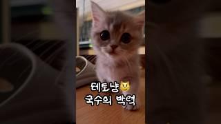 테토냥 국수의 박력 모먼트 #고양이 #아기고양이 #먼치킨 #먼치킨고양이 #고양이일상 #귀여운고양이 #cat #munchkin #고양이키우기