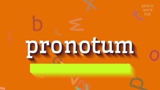 How to say "pronotum"! (High Quality Voices)