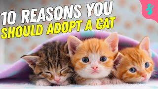 10 Reasons Why You Should Adopt a Cat | Furry Feline Facts