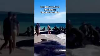 Over 100 Long-finned Pilot Whales Beached In Australia