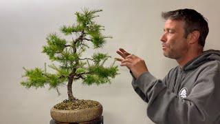 Bonsai Lärche kaempferi und Energieverteilung