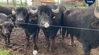 Wasserbüffel fühlen sich im Landkreis Neustadt wohl