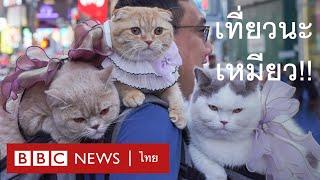 3 เหมียวเที่ยวรอบโลก - BBC News ไทย