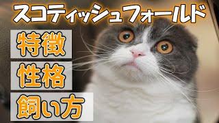 スコティッシュフォールドってどんな猫？【特徴・性格・飼い方・かかりやすい病気・価格帯】