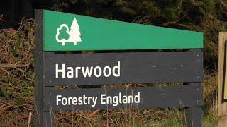 Harwood Forest and Northumberland Myths