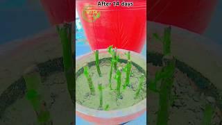  گلاب کے قلم  #گلاب کی پیوندی #Rose Cutting #grafting #propagation of Roses