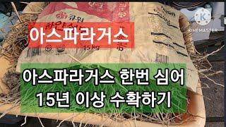 아스파라거스 한번 심어 15년이상 수확하기