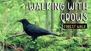 Forest Walk With Crows In Enchanted & Magical Forest 