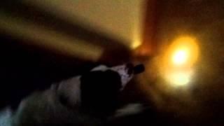 My Dog Max with a torch