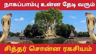 பிரச்சனை தீர்க்கும் ரகசியத்தை சொன்ன சித்தர் #history