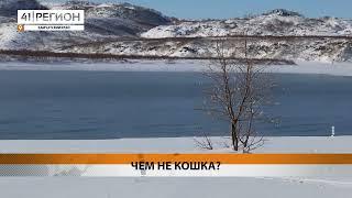 РОСОМАХА ОБЛЮБОВАЛА КОРДОН КРОНОЦКОГО ЗАПОВЕДНИКА • НОВОСТИ КАМЧАТКИ