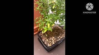 Canada nursery visit part 2#varinderjitvlog#andgardening#channel#