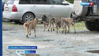 «Страшно, никакого спасения нет»: жители Хабаровского района пожаловались на атаки агрессивных собак