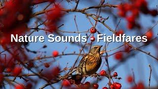 Nature Sounds - Fieldfares