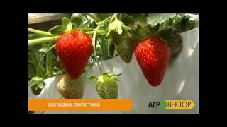 Холодна логістика - як фундамент до професійного розвитку бізнесу свіжих овочів та фруктів