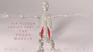 Hip Flexor Series Part 2: The Psoas Muscle (major) (3D Animation)