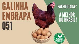 Galinha Embrapa 051, A Poedeira Rústica que está ganhando o Brasil! Matéria da EMBRAPA Comentada!