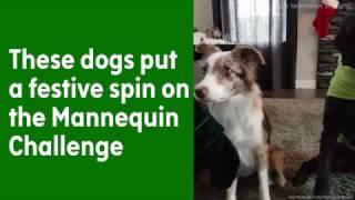 Dogs put Christmas spirit into their Mannequin Challenge