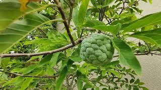 Sugar Apple Trees Fruiting