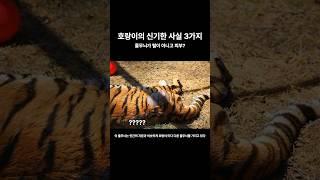 호랑이의 신기한 사실 3가지.1분백과