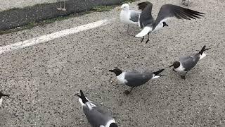 Feeding Hungry Seagulls