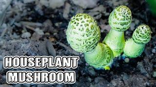 Plantpot Dapperling Mushroom Time Lapse (Flowerpot Parasol)