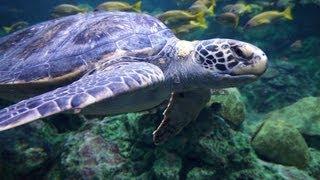  Relaxing 3 Hour Video of Giant Sea Turtles!