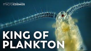 Copepods: The Diatom-Devouring King of Plankton