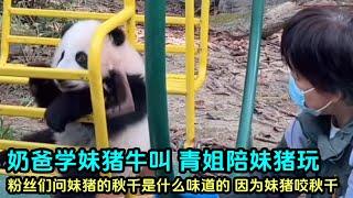 11月23日 妹猪直播cut大文奶爸学妹猪叫，青姐陪妹猪玩#판다 #大熊猫 #panda