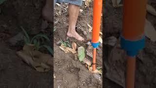 The application of soil fertilizer to our corn