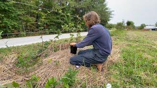 Tip Propagating Blackberry Bushes | Titus Morris’ Henson Creek School of Country Living