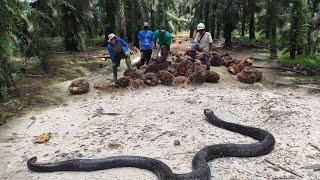 ULAR COBRA HITAM TIBA TIBA MUNCUL | SNAKE | MANDA PETUALANG | KOBRA