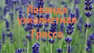 Лаванда узколистная Гроссо (grosso)  обзор: как сажать, саженцы лаванды Гроссо