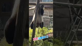 萌二好身手！功夫熊猫！灵活的胖！欣欣熊猫乐园