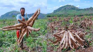 How to Grow Cassava to Fast Harvesting and Most Yield - Easy and Effective - Agriculture Technology