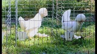 White Sultan Bantams @ The Caraker Farm