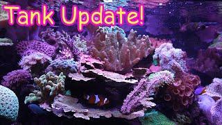 Update on all 3 of my Reef Tanks!