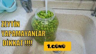 Zeytinlerim Bu şekilde Harika Oluyor Zeytin nasil tuzlanir? Kirma  zeytin nasil yapilir