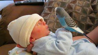 Cute Bird Falls In Love With This Baby At First Sight