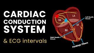 Understanding the Cardiac Conduction System & ECG Intervals