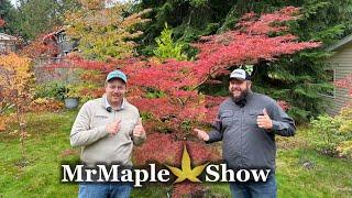 Acer palmatum 'English Lace' Laceleaf Japanese Maple Specimen