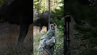 A bull moose grunting with every step is one of those sounds you'll never forget! #bowhunting #moose