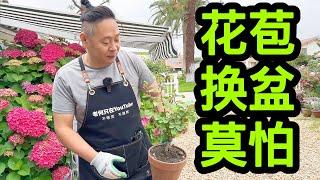 园艺篇441 带花苞的月季植株可以换盆吗？老何手把手教学！