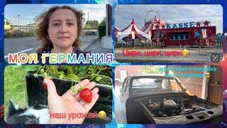 ремонт Волги начался/цирк приехал/у котиков снова гостья/урожай клубники/ прогулка/жизнь в Германии