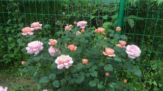 玫瑰能栽种在炎热地区吗？ Can roses be planted in hot areas