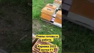 Пчелиные семьи на высадку. kaiga.ru/bee #обучениепчеловодству #bee