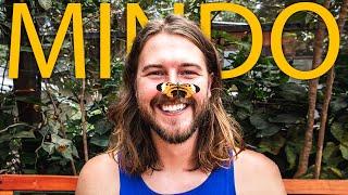 Exploring MINDO Ecuador | Birds, butterflies and chocolate | Ecuador Travel Vlog