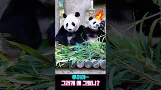 Louis, why did you do that?#LouisBao #AiBao #Huibao