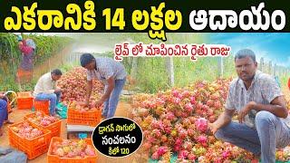 Raju Dragon Fruit Farm Success Story | Trellis System Dragon Fruit Farming | Dragon Fruit Marketing