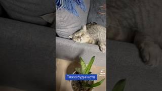 Скоро Новий рік #котик #новийрік